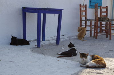 Cats of android, greece 
