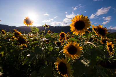Sunflowers on field against sky