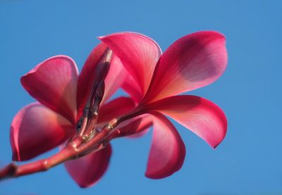 Close-up of pink flowers
