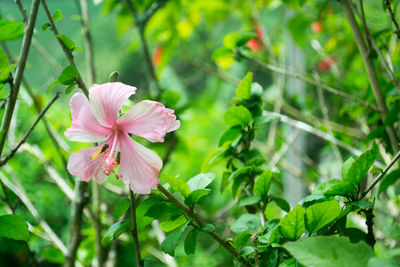 Close-up of hibiscus blooming outdoors