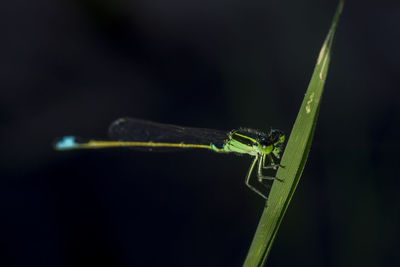 Close-up of grasshopper