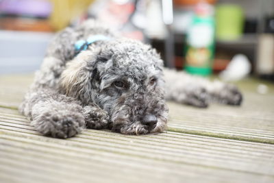 Portrait of dog lying down on floor