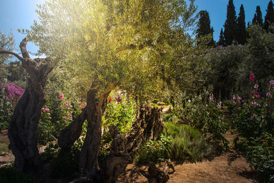 Trees growing in forest