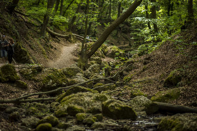 Scenic view of stream amidst trees in forest