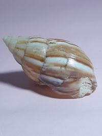 Close-up of seashell on table