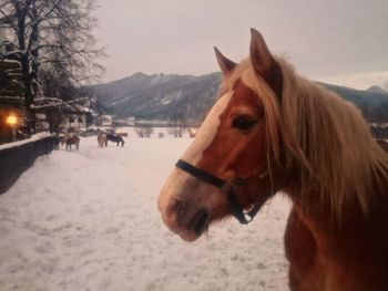 Close-up of horse in winter