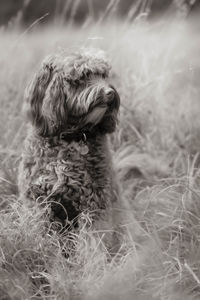 Close-up of a dog on field