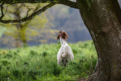 View of a dog on field