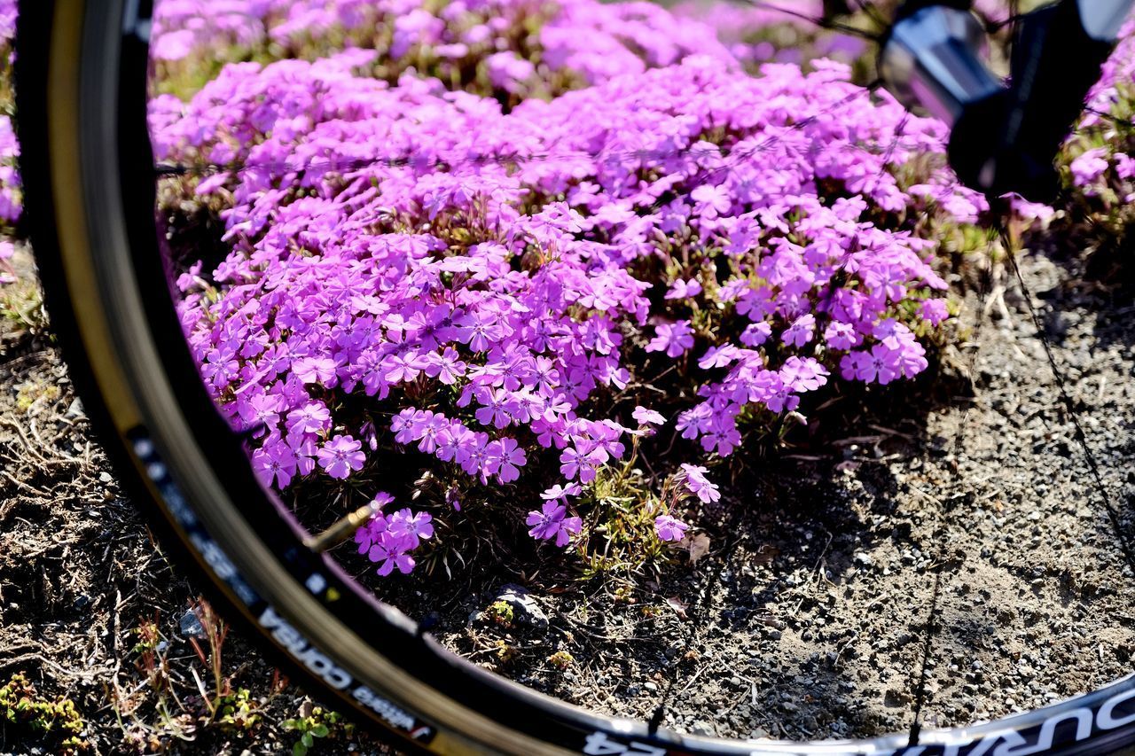 CLOSE-UP OF PURPLE FLOWERING PLANT IN FIELD