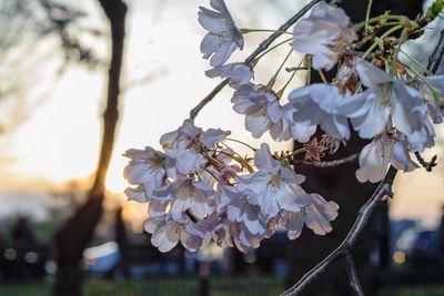 Close-up of cherry blossoms in spring