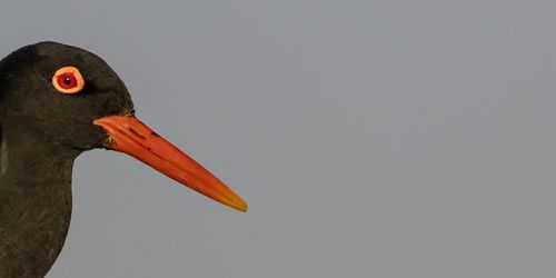 An african black oystercatcher on shark island in lüderitz, a coastal town in namibia