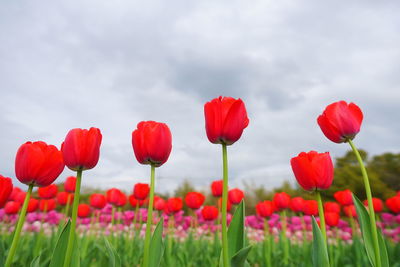 Close-up of red poppy flowers in field against sky