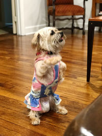 Portrait of a dog sitting on wooden floor