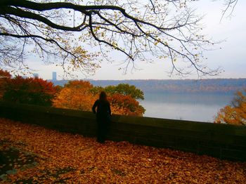 Silhouette of trees in park