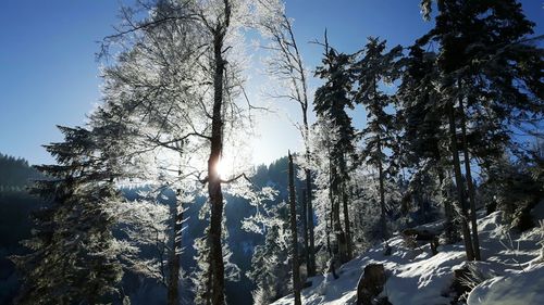 Low angle view of trees against sky during winter