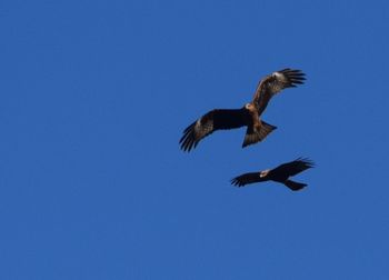 Low angle view of bird flying against clear blue sky