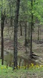 Trees in forest