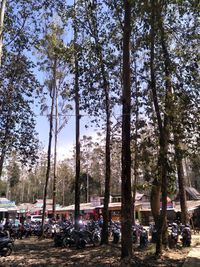 Trees against sky