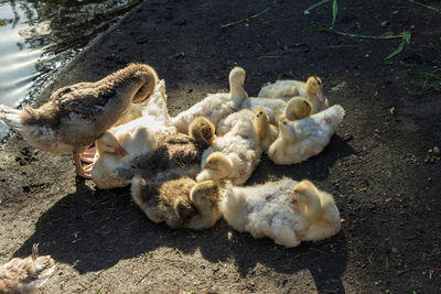 Domestic ducks on the shore of the reservoir.