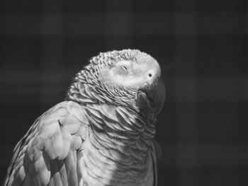 Close-up of african gray parrot