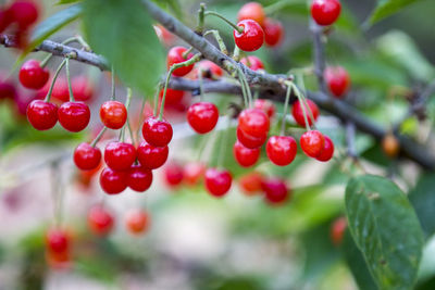 Close-up of red berries growing on tree