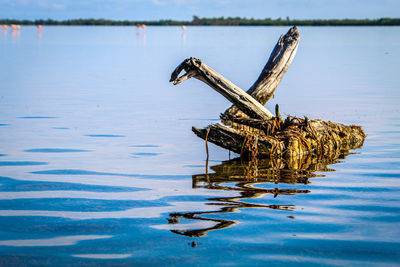 Crane on wooden post in lake