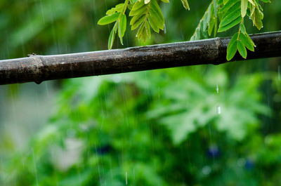 Close-up of plant against blurred background