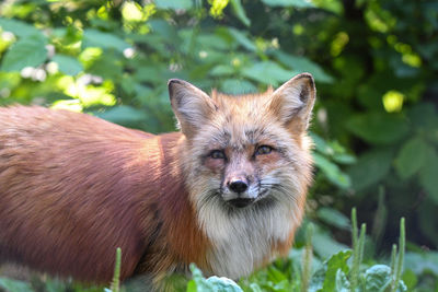 Side view of fox