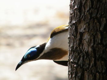 Close-up of a bird