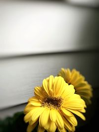 Close-up of yellow flower