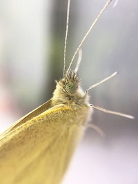Close-up of butterfly on window, macro fotografie