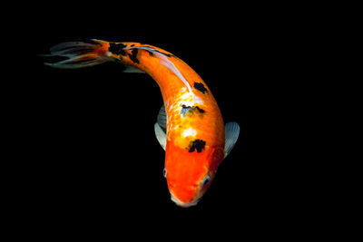 Close-up of fish swimming in sea