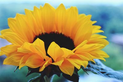 Close-up of yellow flower