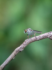 Close-up of insect on plant