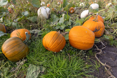 High angle view of pumpkins on field