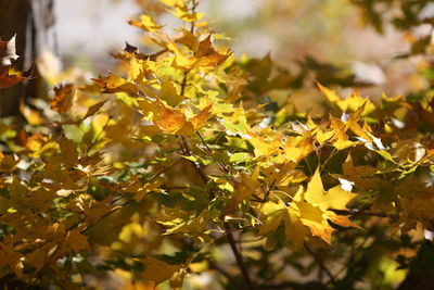 Close-up of yellow maple leaves on tree