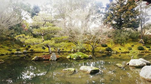 Reflection of trees in water