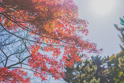 Low angle view of trees against sky