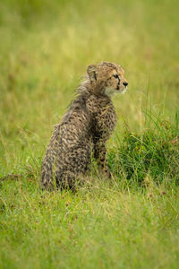 Side view of giraffe on land