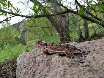 Close-up of lizard on tree