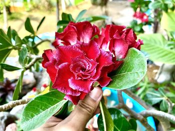 Close-up of hand holding red flowering plant