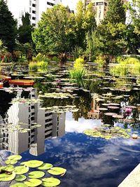 Reflection of trees in water