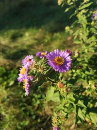 Close-up of purple flowering plant on field