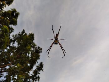 Low angle view of spider on tree