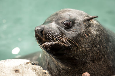 Close-up of sea lion