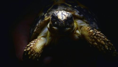 Close-up of turtle against black background