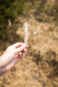 Close-up of hand holding plant