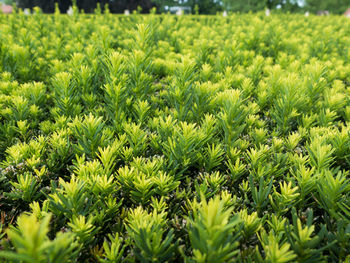 Full frame shot of fresh green plants