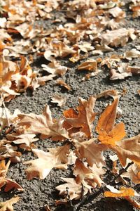 High angle view of maple leaves on road