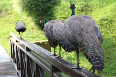 Birds perching on ground